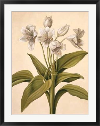 Framed Lilies I Print