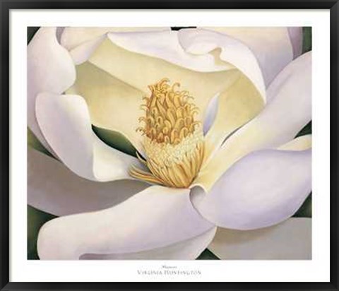 Framed Virginia Huntington - Magnolia Size 39.75x34 Print