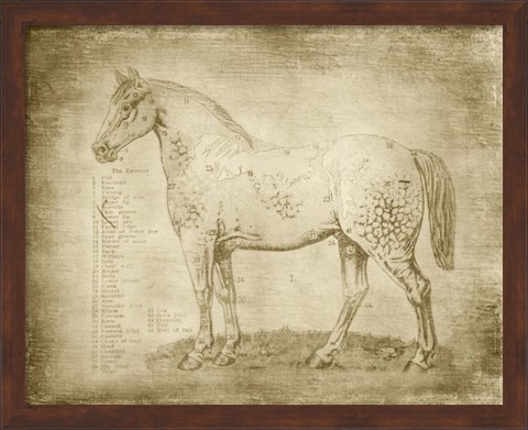 Framed Horse Anatomy 101 Print