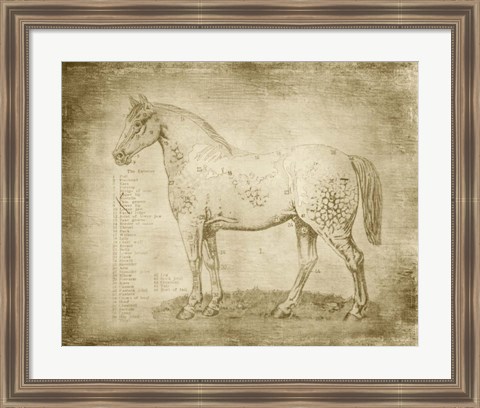 Framed Horse Anatomy 101 Print