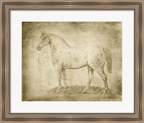 Framed Horse Anatomy 101 Print