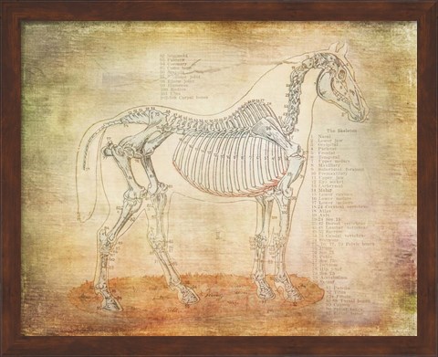 Framed Horse Anatomy 301 Print