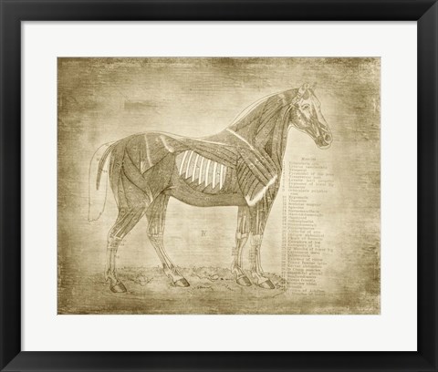 Framed Horse Anatomy 401 Print