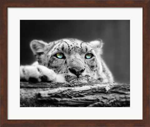 Framed Pop of Color Snow Leopard Eyes Print