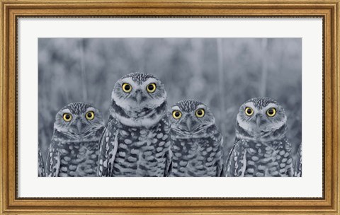 Framed Pop of Color Burrowing Owl Family Print