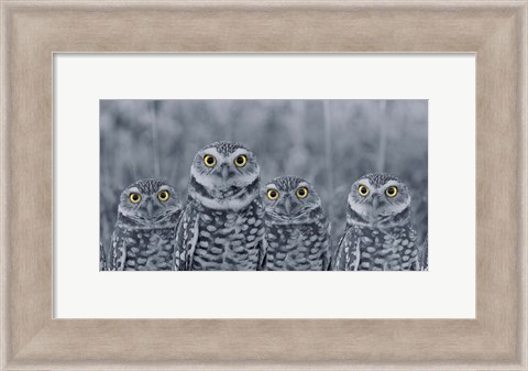 Framed Pop of Color Burrowing Owl Family Print