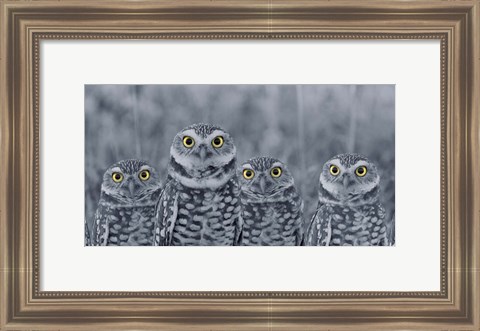 Framed Pop of Color Burrowing Owl Family Print