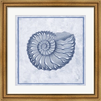 Framed Blue Nautilus C Print