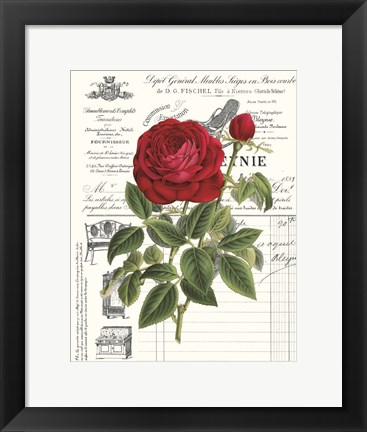 Framed Heirloom Roses B Print