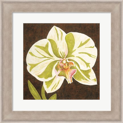 Framed Surabaya Orchid Petites A Print