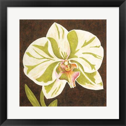 Framed Surabaya Orchid Petites A Print