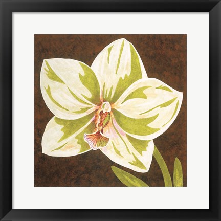 Framed Surabaya Orchid Petites B Print