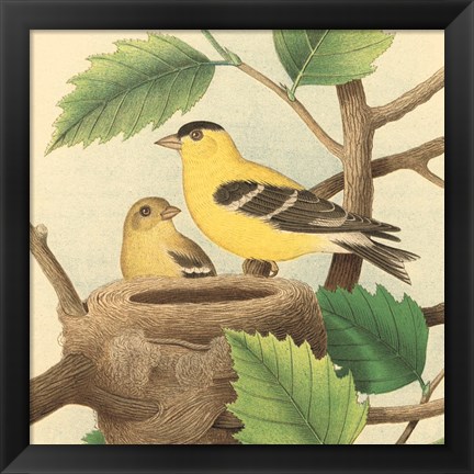 Framed Goldfinch &amp; Warbler A Print