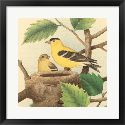 Framed Goldfinch &amp; Warbler A Print