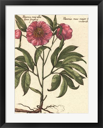 Framed Giant Peony II Print