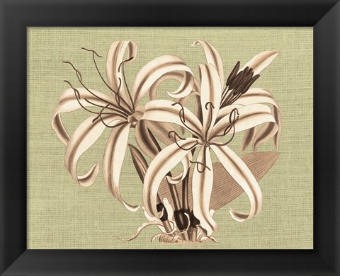 Framed Regence Lily I Print