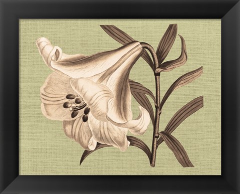 Framed Regence Lily III Print