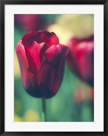 Framed Tulip Sway I Print