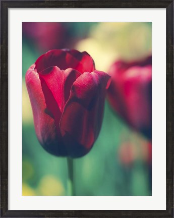 Framed Tulip Sway I Print