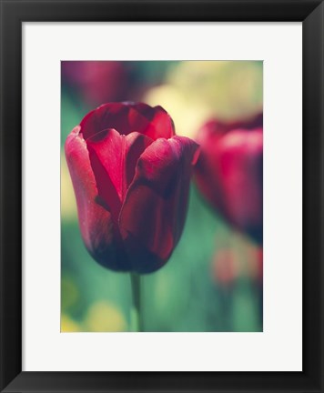 Framed Tulip Sway I Print