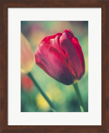 Framed Tulip Sway II Print