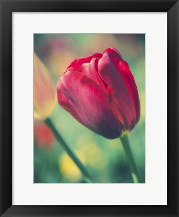 Framed Tulip Sway II Print