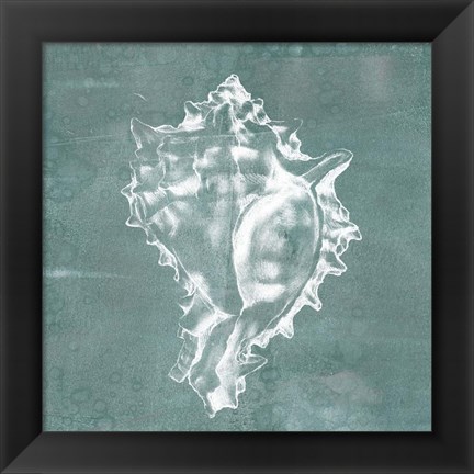 Framed Solitary Shell I Print