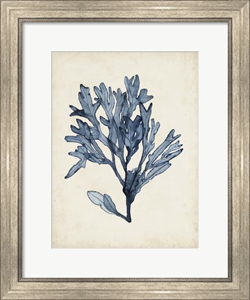 Framed Seaweed Specimens II Print