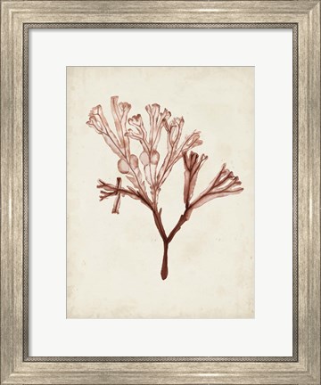 Framed Seaweed Specimens V Print