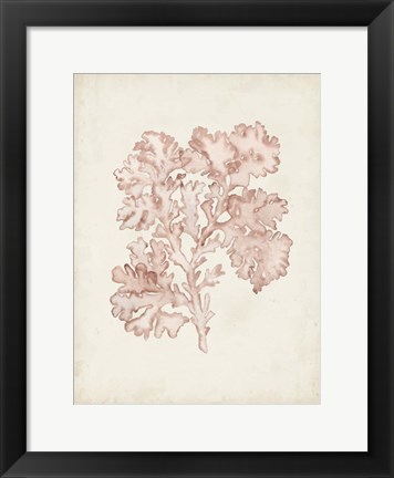 Framed Seaweed Specimens VI Print