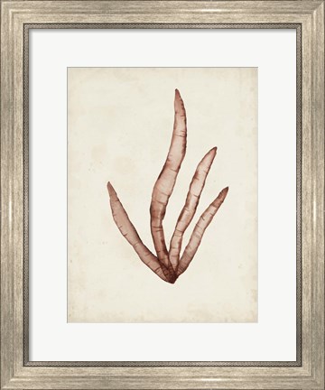 Framed Seaweed Specimens VIII Print