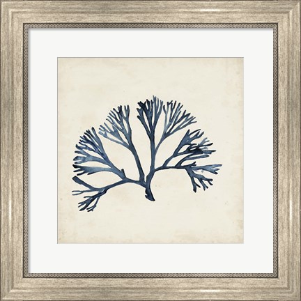 Framed Seaweed Specimens XI Print