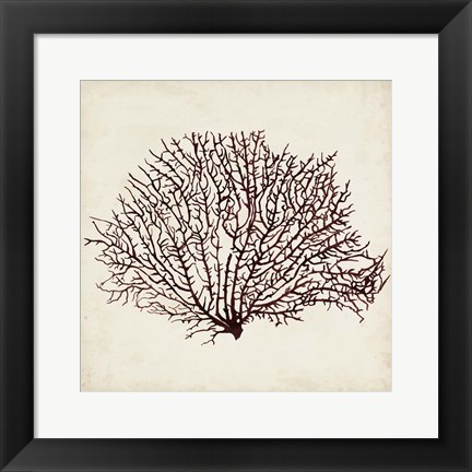 Framed Seaweed Specimens XII Print