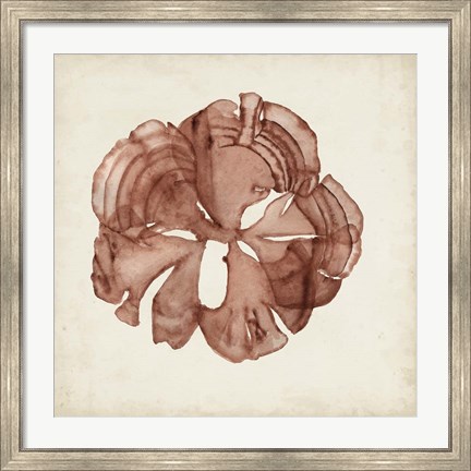 Framed Seaweed Specimens XIV Print