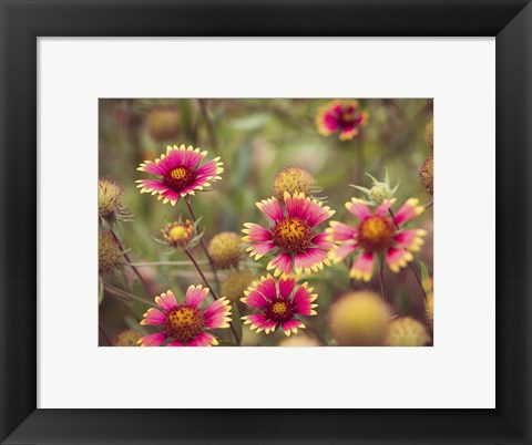 Framed Wild Blooms II Print