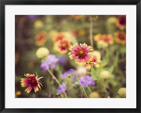 Framed Wild Blooms III Print