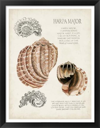 Framed Seashell Field Notes II Print