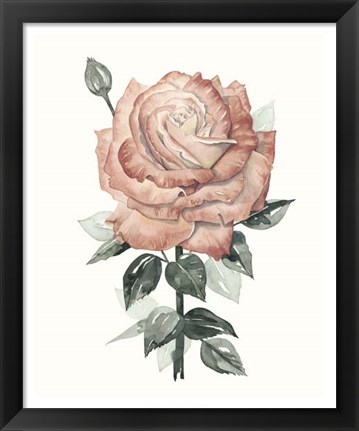 Framed Beholden Rose II Print