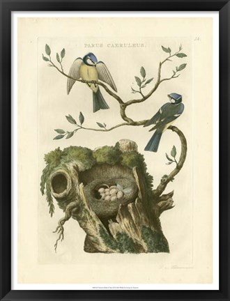 Framed Nozeman Birds &amp; Nests  III Print