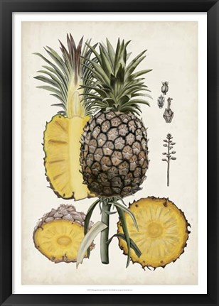 Framed Pineapple Botanical Study II Print