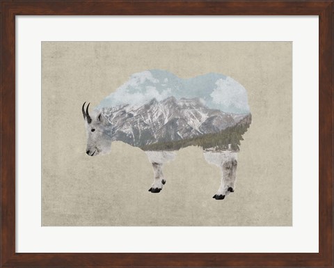 Framed Rocky Mountain Goat Print