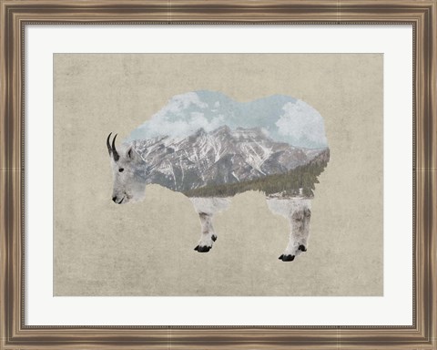 Framed Rocky Mountain Goat Print