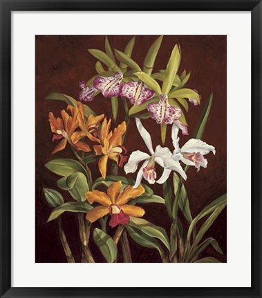 Framed Orchid Trio II Print