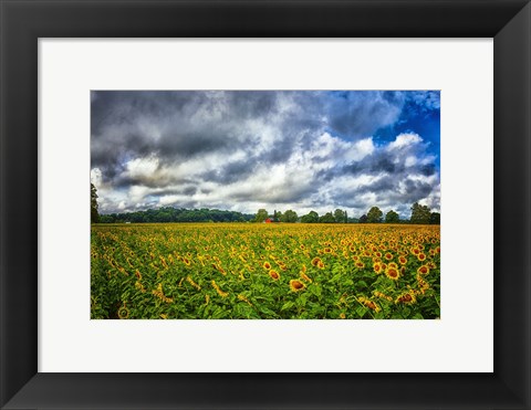 Framed Sunflower Field Print