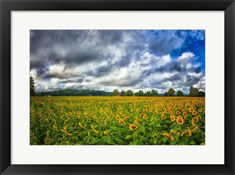 Framed Sunflower Field Print