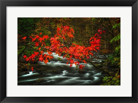 Framed Fall in Smokies Print