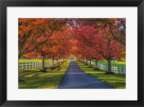 Framed Lane in Fall Print