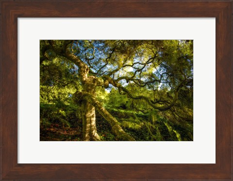 Framed Japanese Maple Print