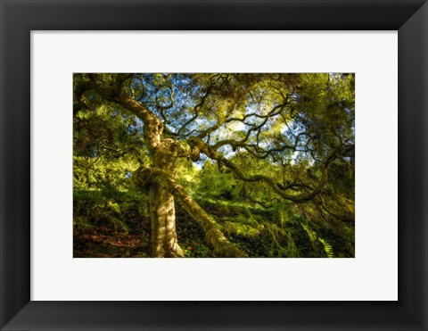 Framed Japanese Maple Print