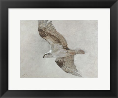 Framed Searching Osprey Print